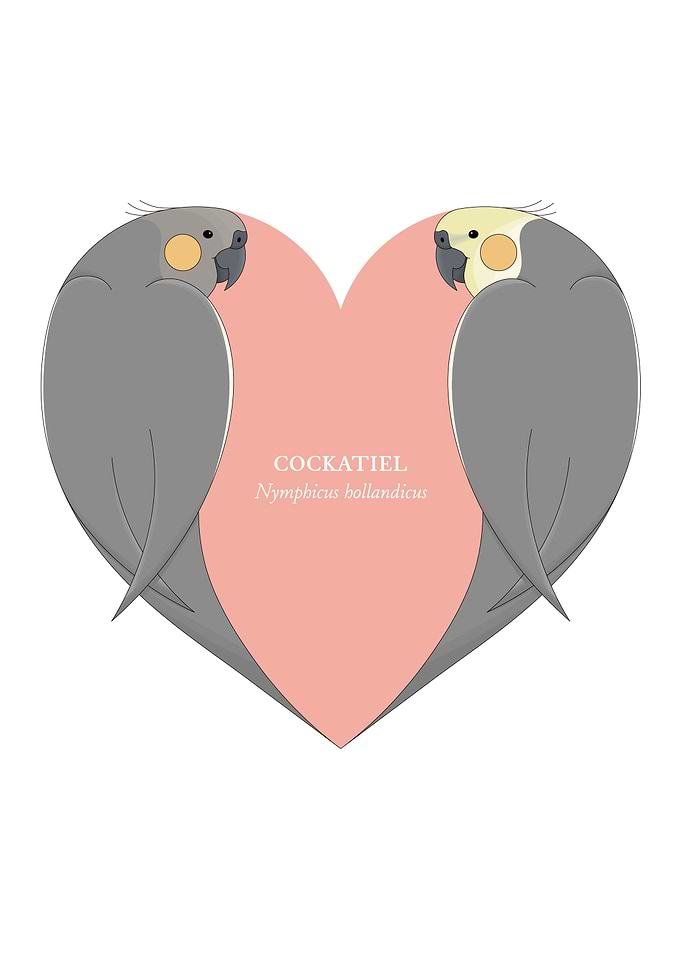 cockatiel