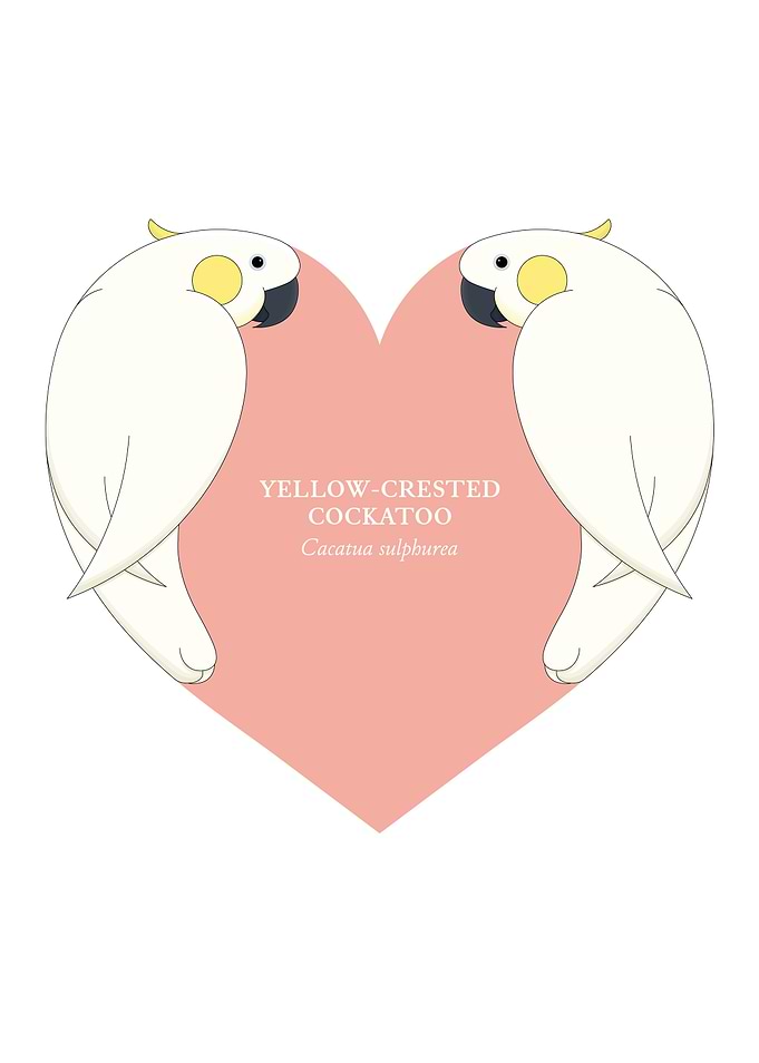 yellow crested cockatoo