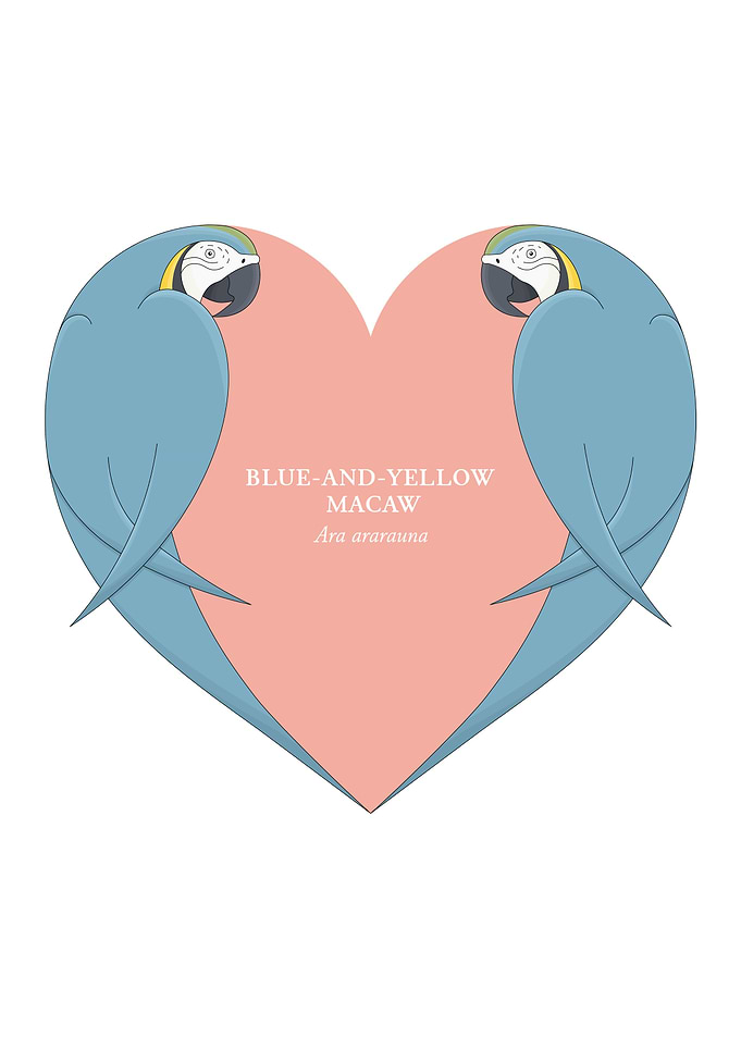 blue and yellow macaw
