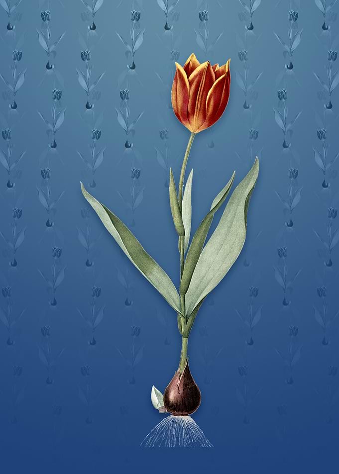 Tulip on Bahama Blue
