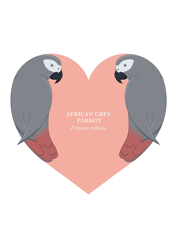 african grey parrot