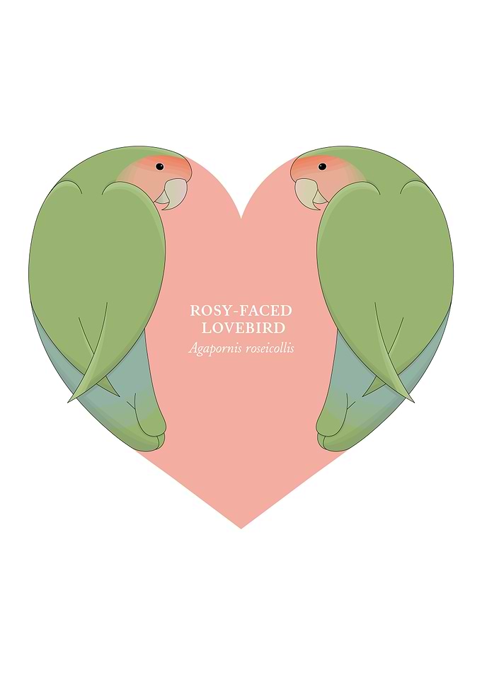 rosy faced lovebird