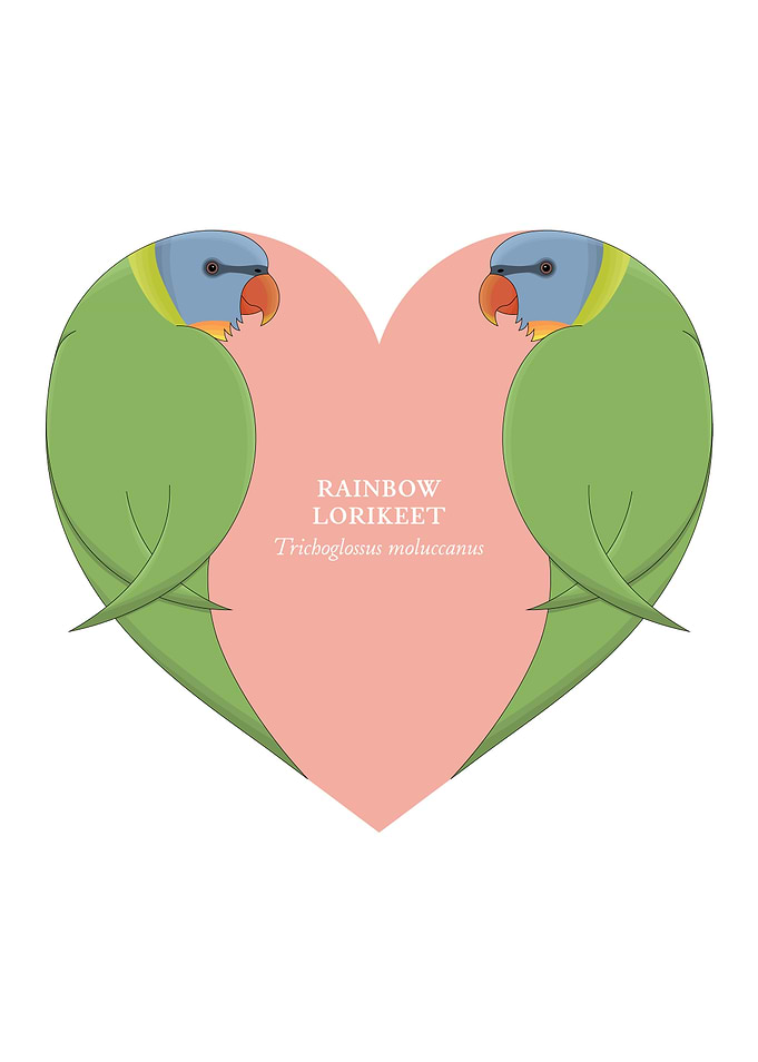 rainbow lorikeet
