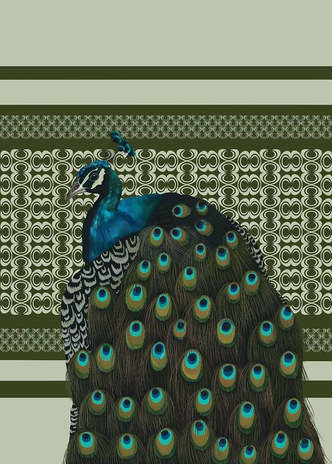 Elegant Peacock Bird