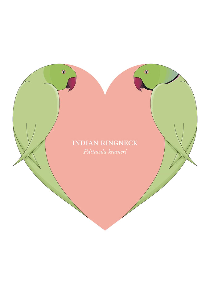 indian ringneck