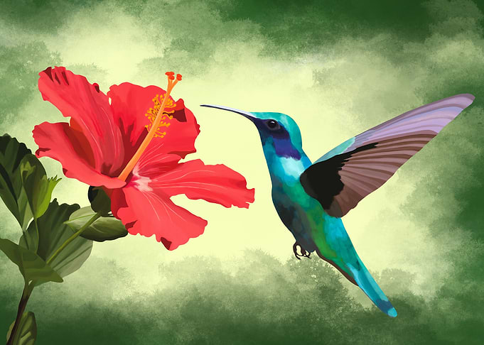 Hummingbird Red Hibiscus
