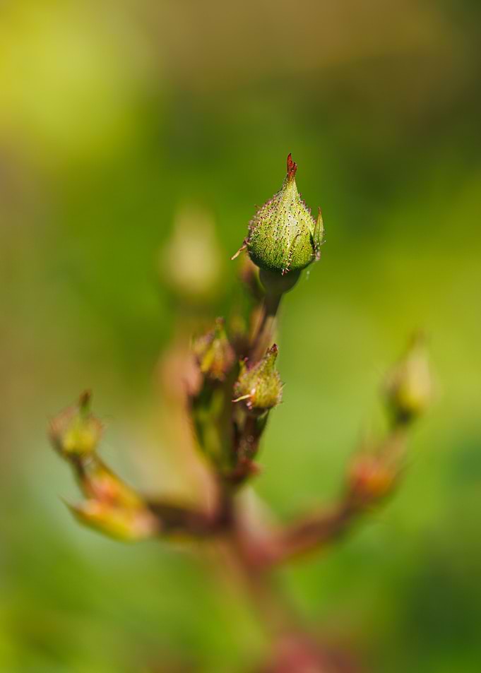 Macro of a rose