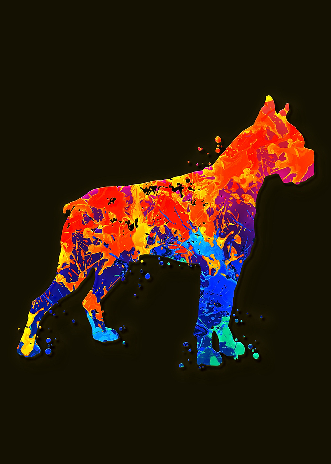 Boxer Dog