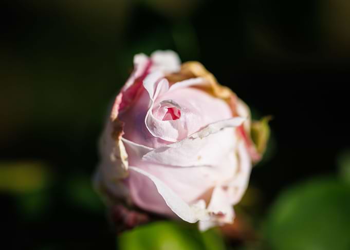 Macro of a rose