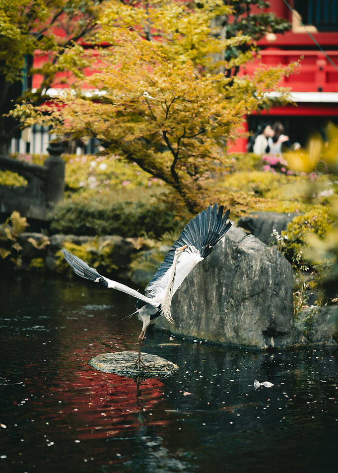 heron