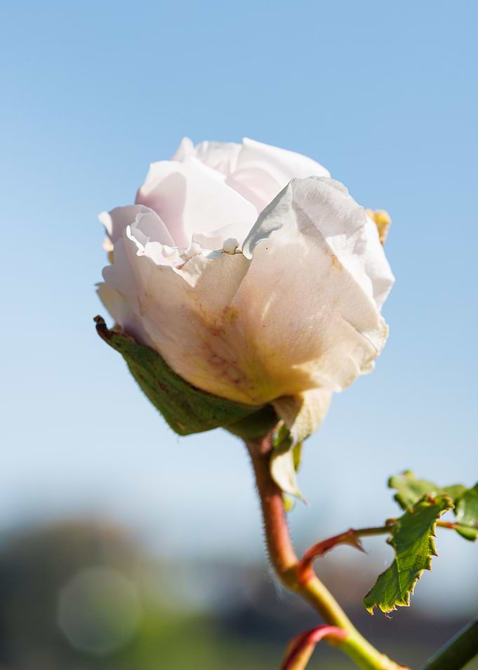 Macro of a rose