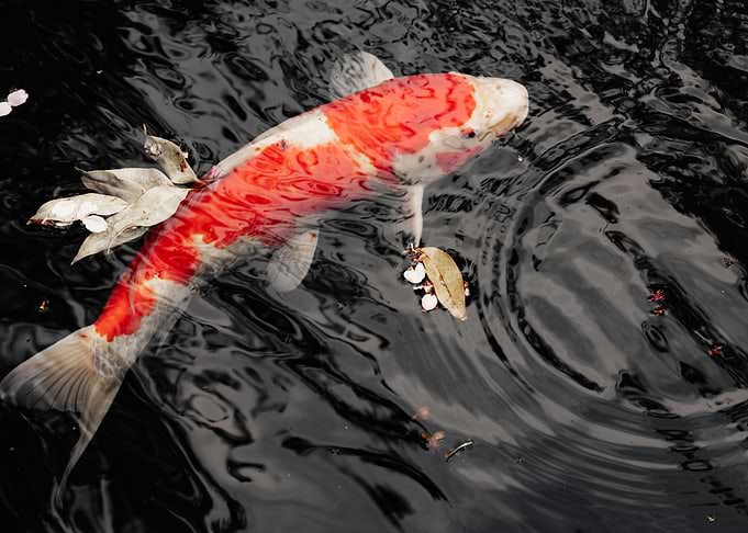 carp japanese