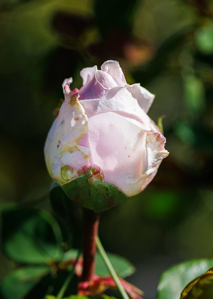 Macro of a rose