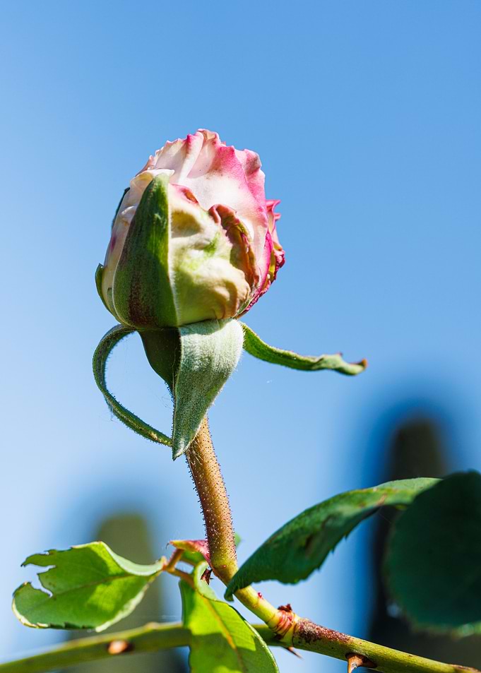 Macro of a rose