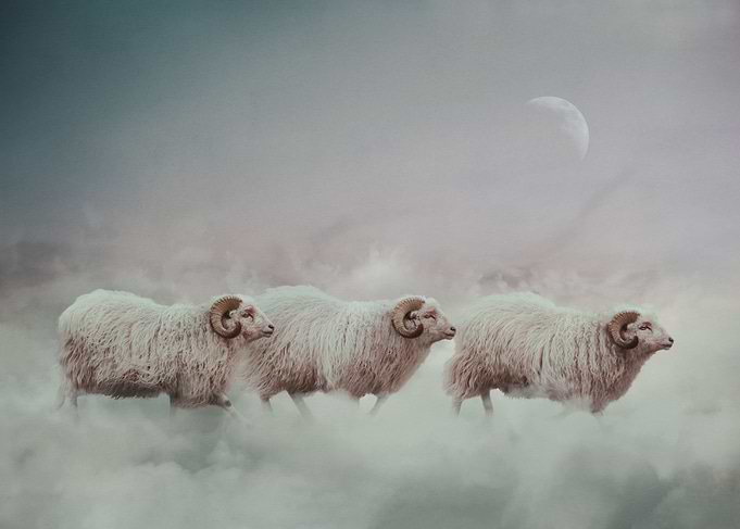 Counting Sheep