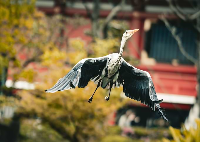 heron