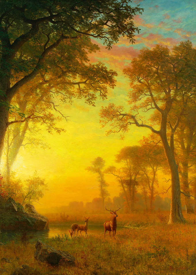 Light in the Forest Albert