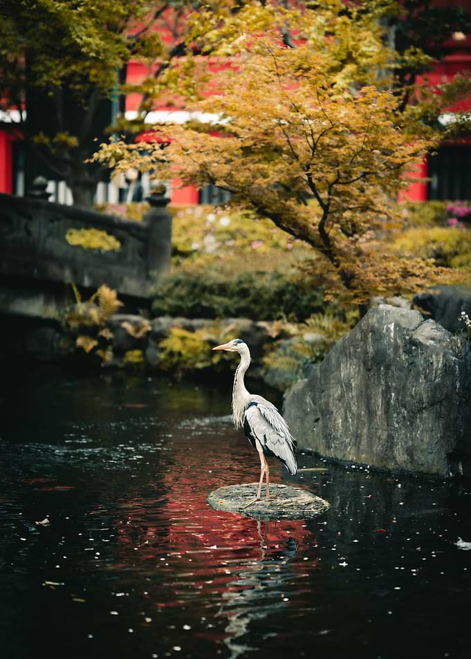 heron
