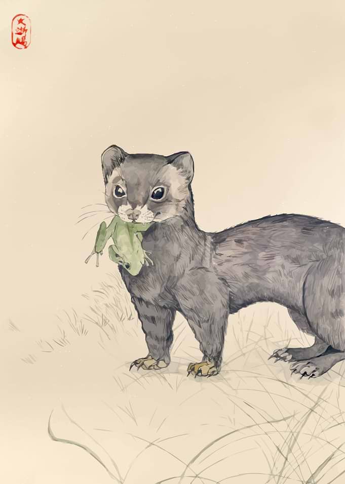 Watercolor Ferret Painting