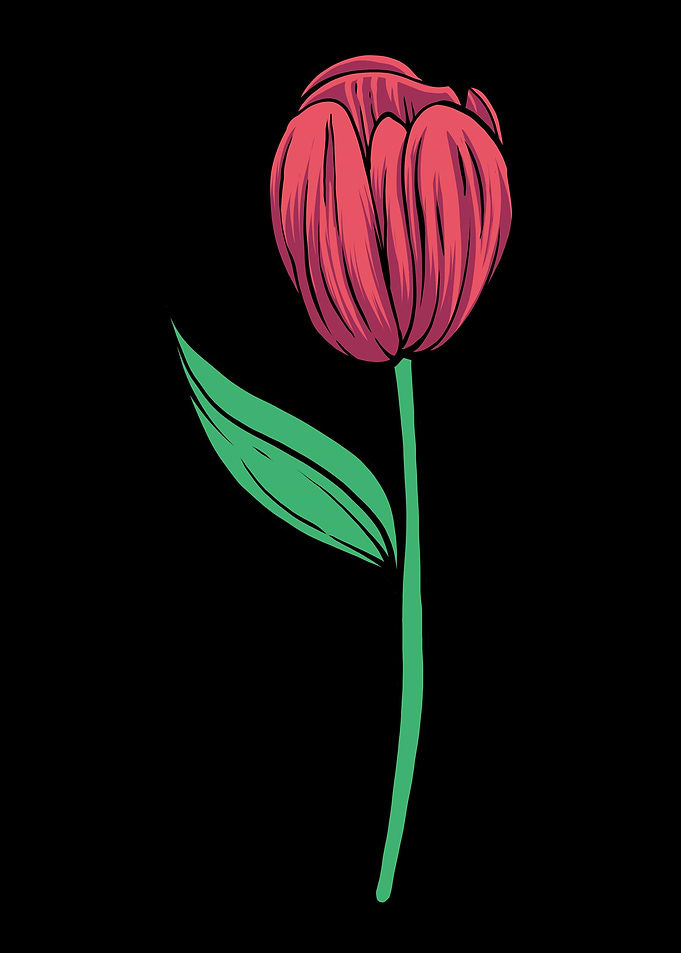 Tulip Gardening Flower
