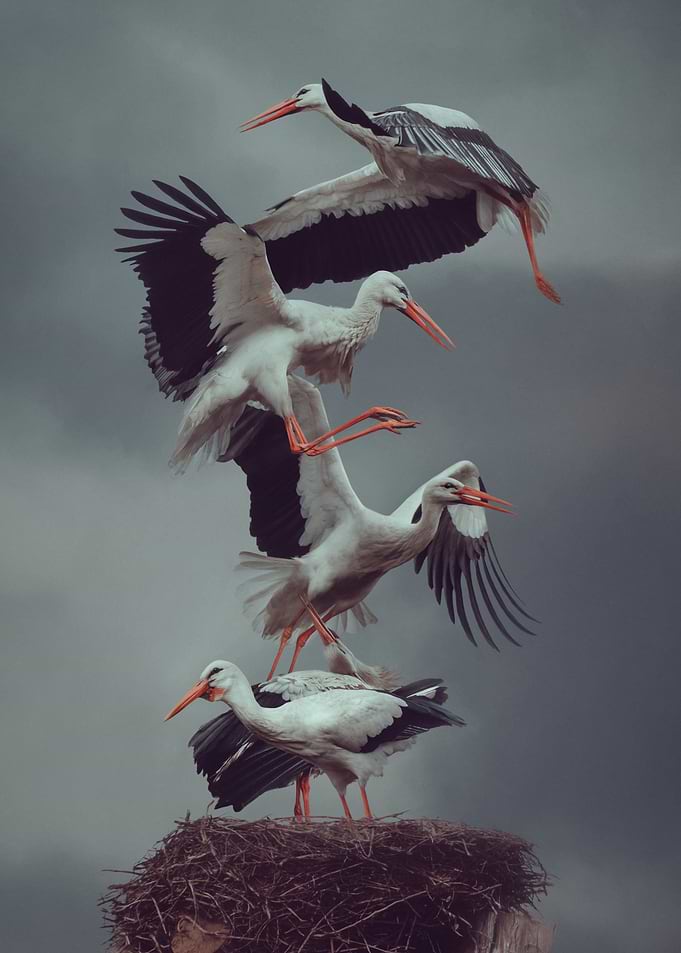 Beating Wings