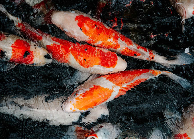 carp