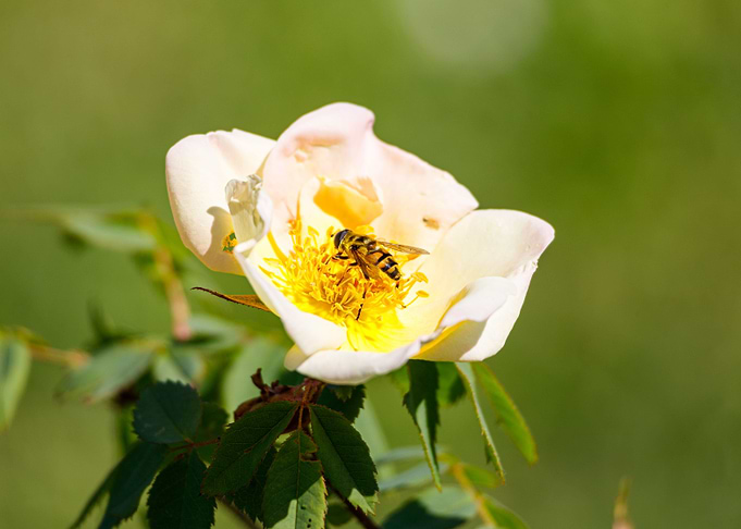 Bee on a flower