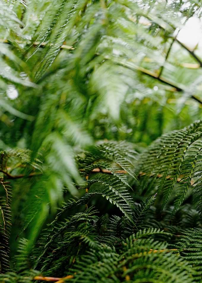Green fern leaves