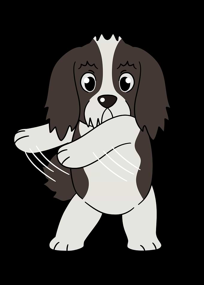 Havanese Flossing