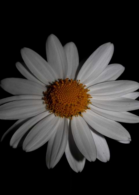 White leucanthemum flower