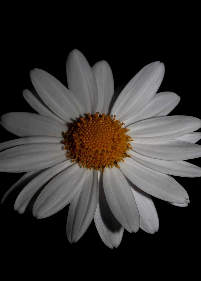 White leucanthemum flower