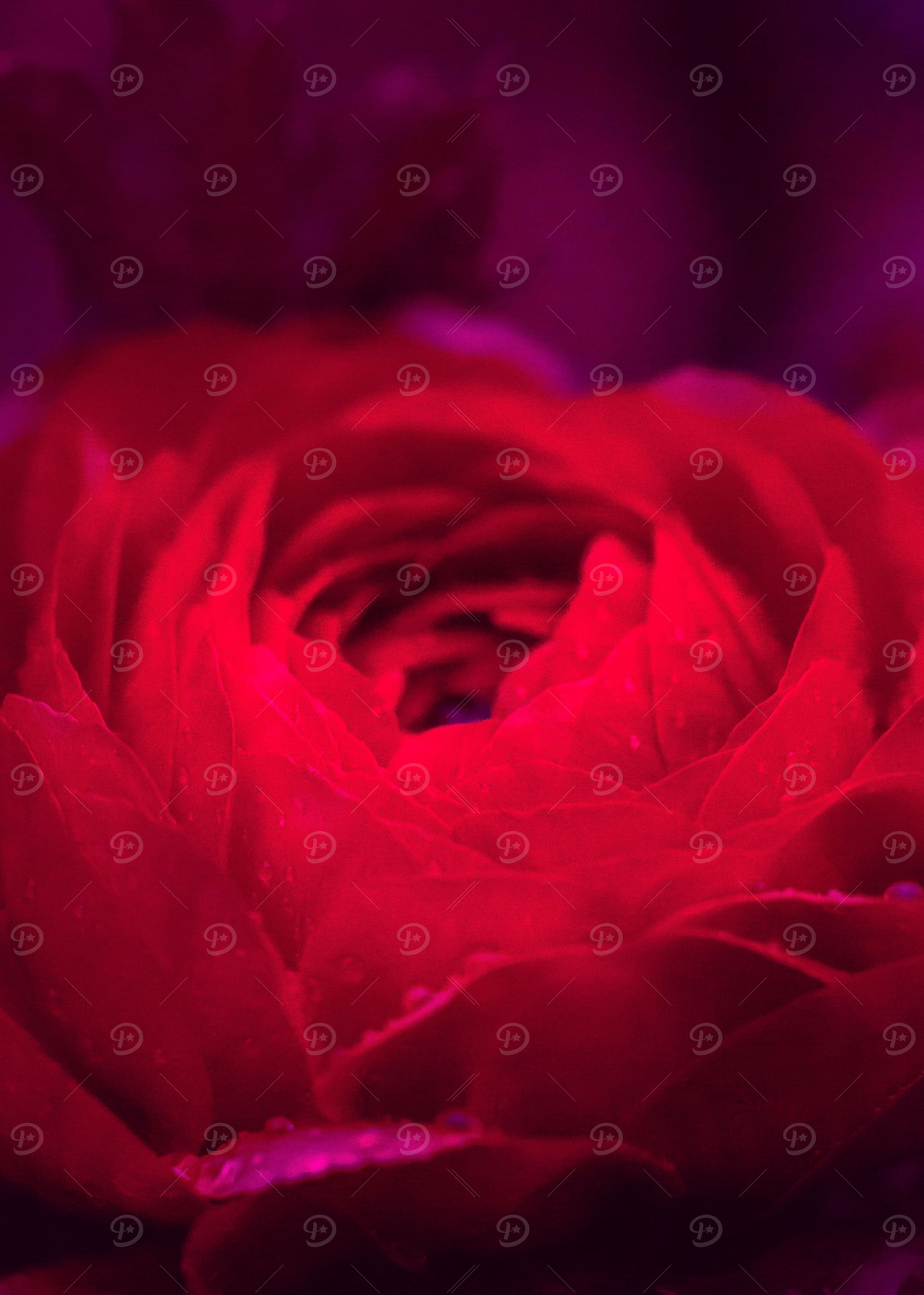 Crimson Red Rose Petals