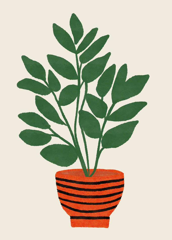 Dieffenbachia Plant