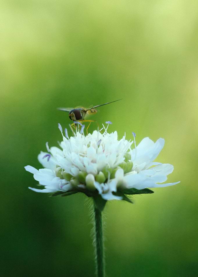 Dragonfly seeking nectar