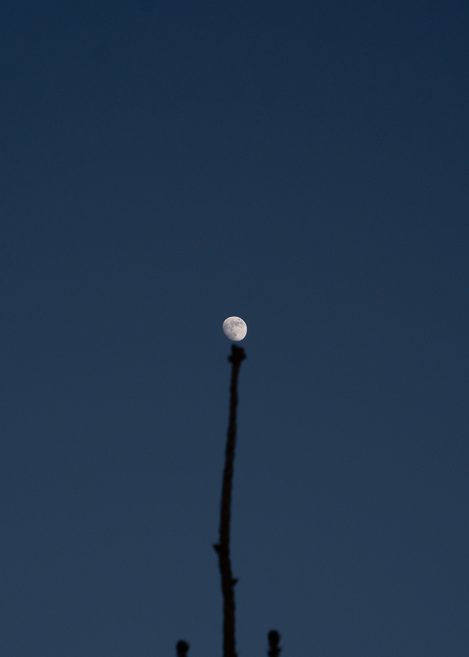Moon on a stick