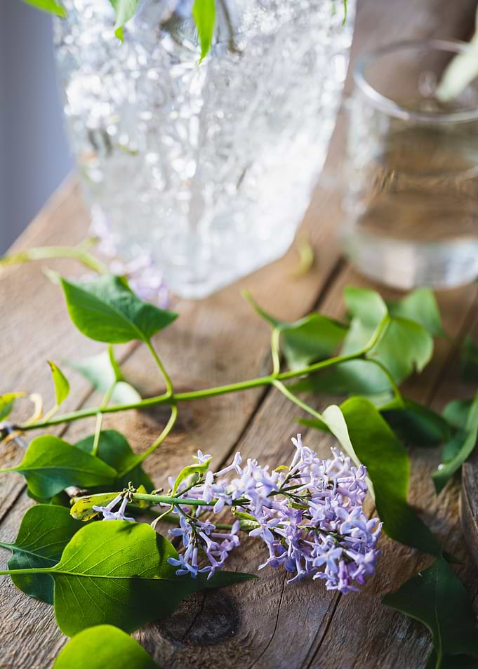 Beautiful lilac
