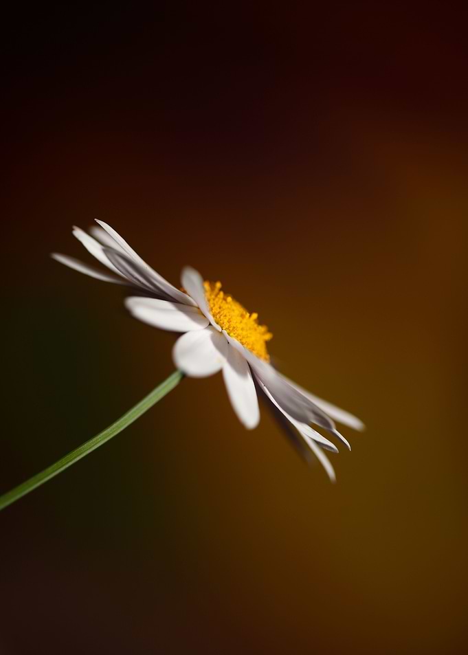White leucanthemum flower