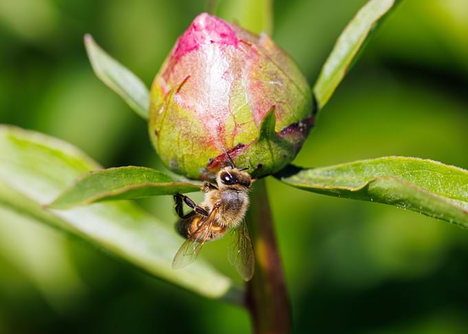 Bee on a flower