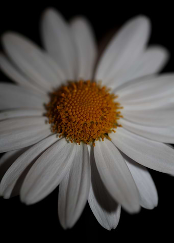 White leucanthemum flower