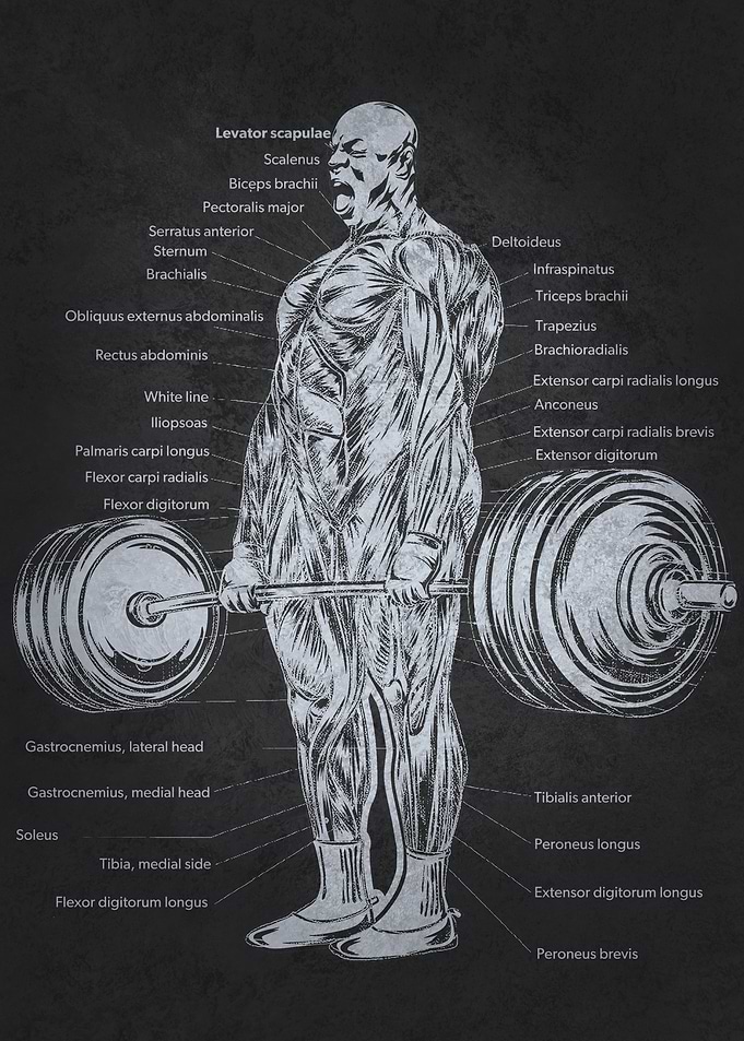 Ronnie Deadlift Anatomy