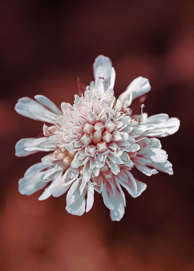 Wildflower on Red