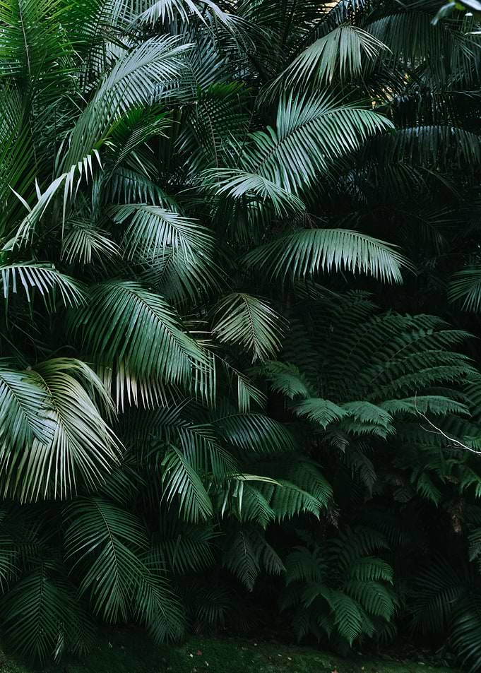 Tropical palm leaf