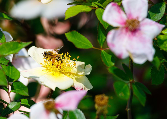 Bee on a flower