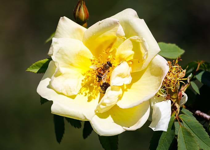 Bee on a flower