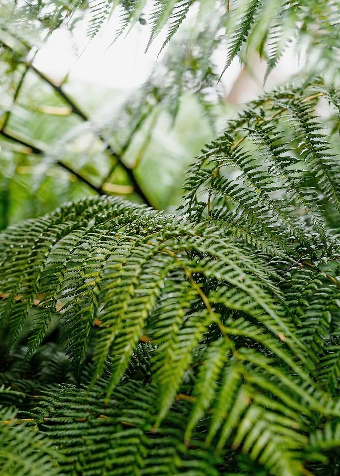 Green fern leaves