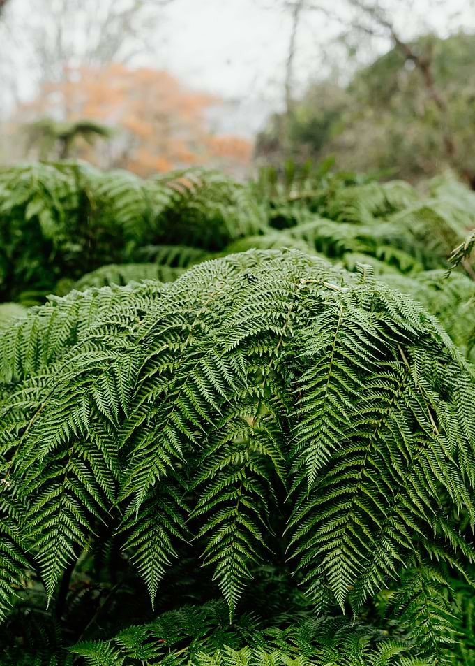 Fresh fern leaves
