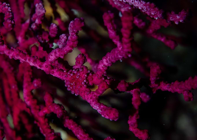 Close Up Of Gorgonian