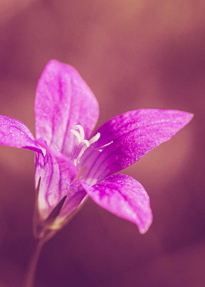 Pink Dog Violet
