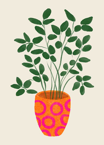 Ficus Cute Plant