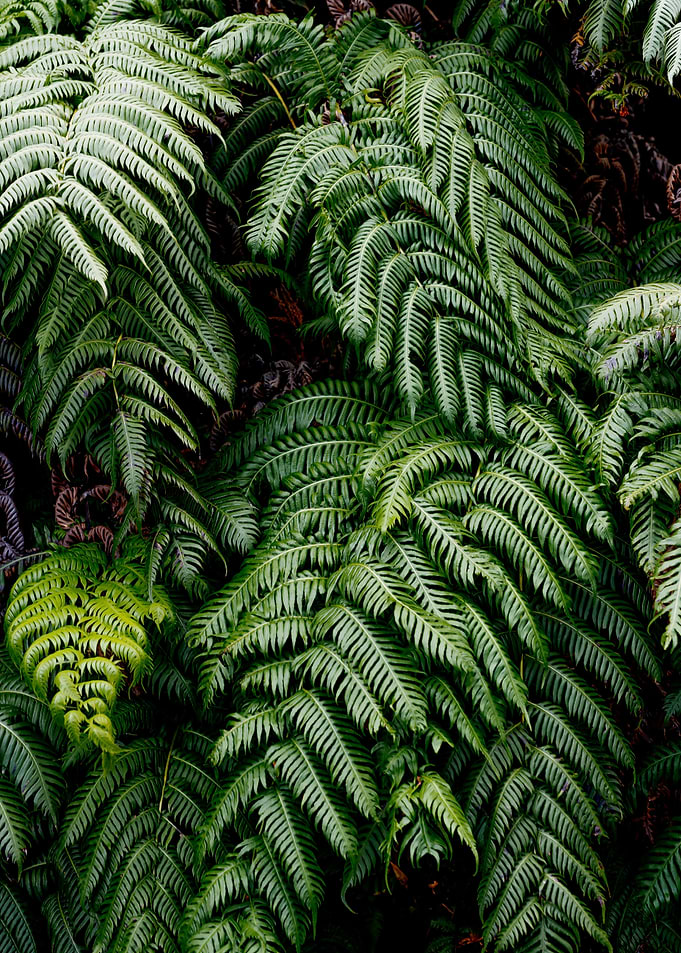 Lush tropical leaves